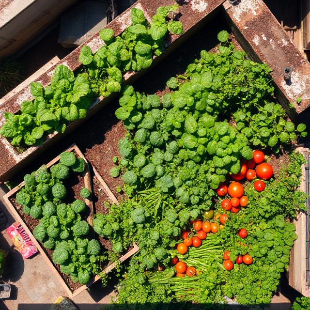 Food Security in Bangladesh, Rooftop farming in Dhaka