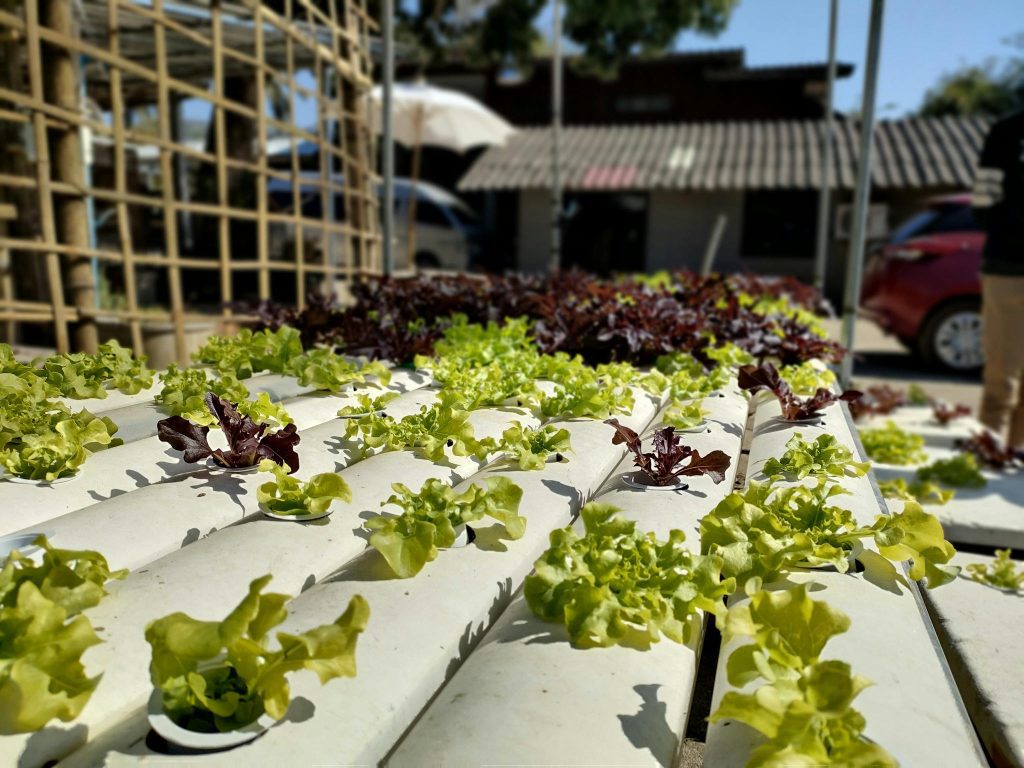 Close-up shot of leafy greens in an outdoor hydroponic garden under sunlight.