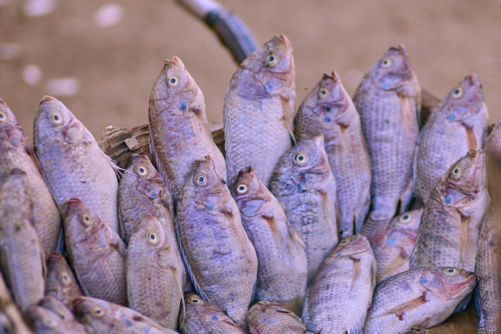 Freshly caught tilapia fish stacked in a basket, ready for market sale.