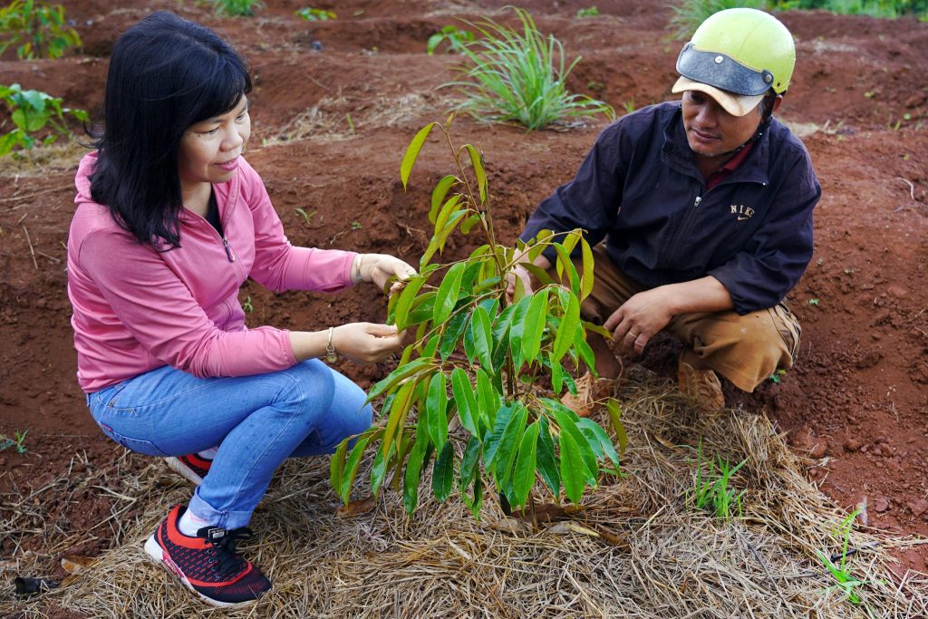 Two people planting a young tree in a field in Nha Trang, Vietnam.