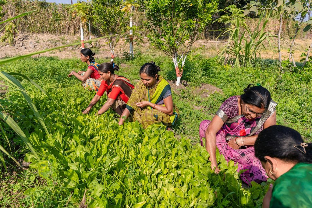 Women harvesting greens in a sunny rural field in Nagpur, Maharashtra, India depicting traditional farming methods.