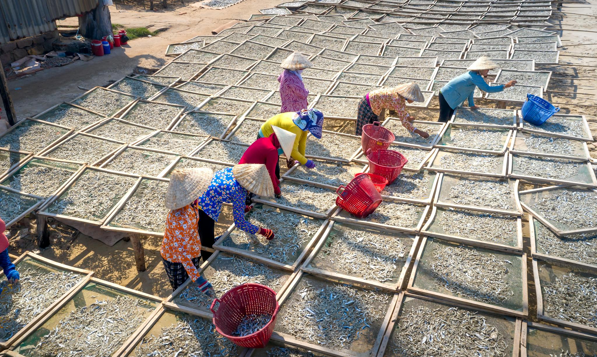 Workers dry fish on wooden racks in the sun, showcasing traditional methods.